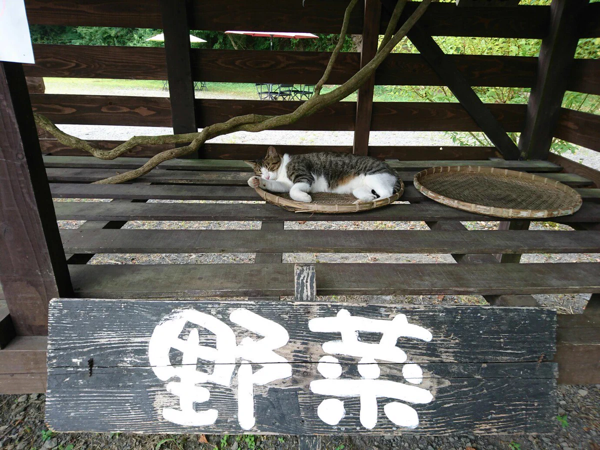 ニャ菜？こんな可愛い野菜があったら絶対に買ってしまいます！！！