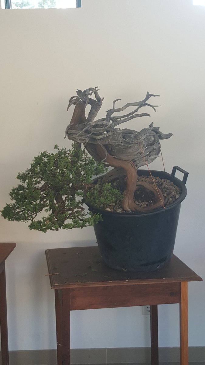bonsaicharly's tweet photo. one of the workshop trees i finished yesterday..#killertree #sabina #bonsai # workshop #Palmela #lisboa https://t.co/EQb9f2fKcO