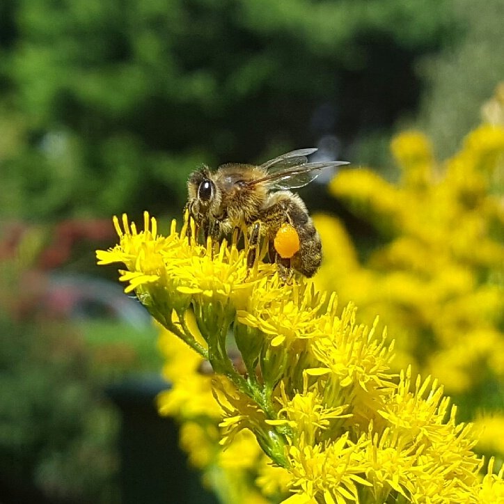 pimlemmers's tweet photo. Breng het gezoem en gefladder weer terug in de tuin! Stop de verdere verstening van NL #steenbreek #bijen #vlinders https://t.co/oxRma9sDjA