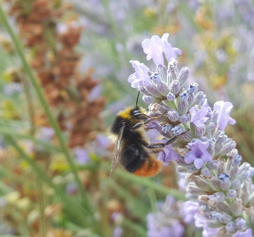 pimlemmers's tweet photo. Breng het gezoem en gefladder weer terug in de tuin! Stop de verdere verstening van NL #steenbreek #bijen #vlinders https://t.co/oxRma9sDjA