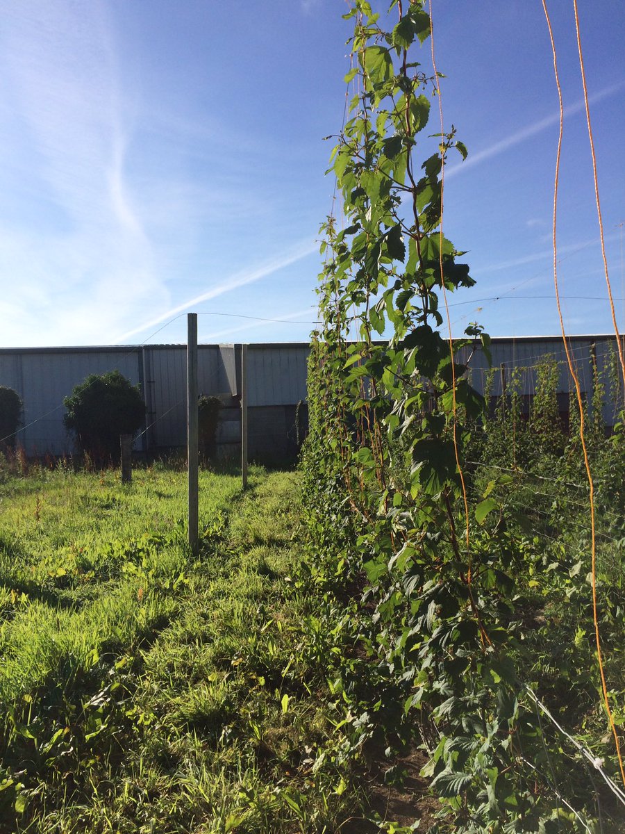 WhitefieldBrew's tweet photo. If this blue sky could keep up appearances, our hops would really appreciate it! #hopseason #firstgold https://t.co/5H4WucUndN