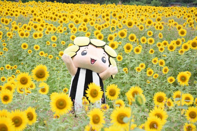 座間市ひまわり祭り18の開花状況と見頃 アクセス駐車場も まったりと和風