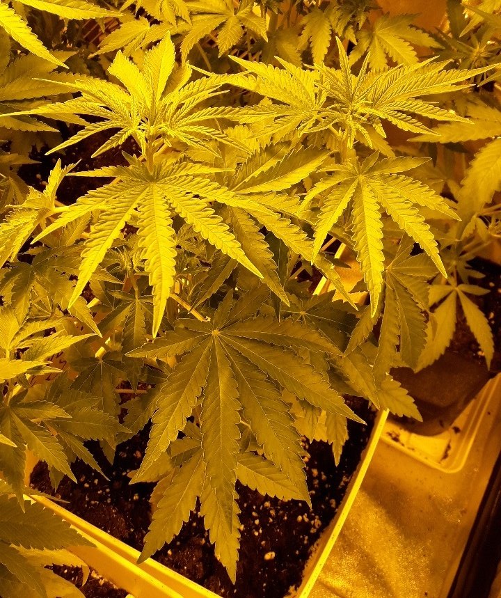 Apez140's tweet photo. Weed Día @wikinnabis @raroweed @lamarihuana @ElMatollGrow @cattii_ce 
#LosMejoresHumos desde mi Ensenada,
Salud :-)) https://t.co/85IsFxIU8Q