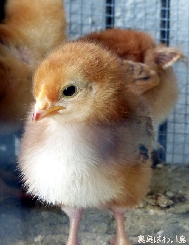 ハワイのひよこ ハワイのひよこ
