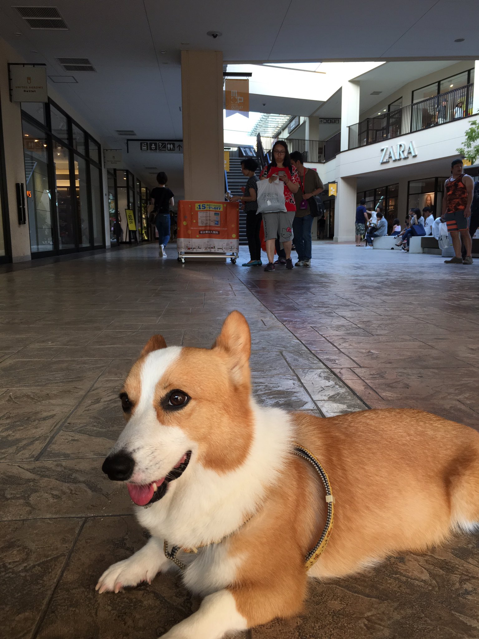 Chehon Information 滋賀県竜王アウトレットにて With 愛犬 T Co Ugzbas5tzv Twitter