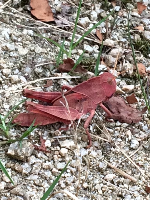 シャア専用バッタ見つけた 