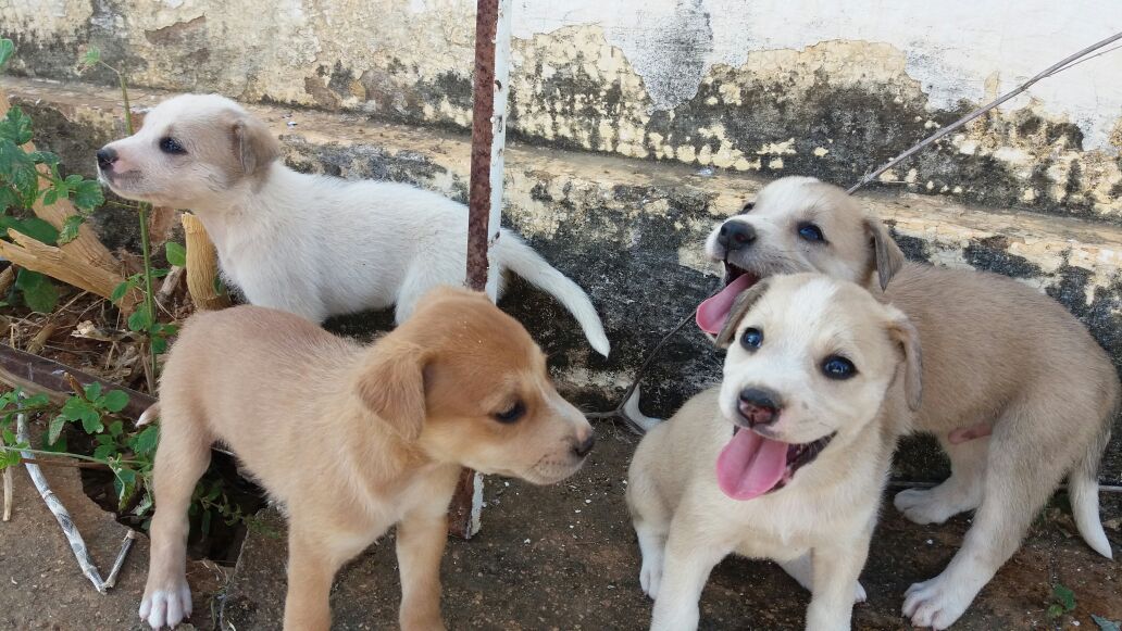 raybirulinha's tweet photo. Mds , esses cachorros😻🙈 https://t.co/jiUAHk5Dm3