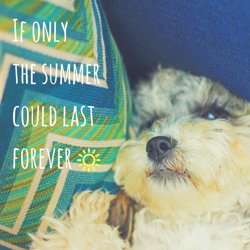 gp_patio's tweet photo. If only....#PleaseDontGo https://t.co/LGVCUHXgPf