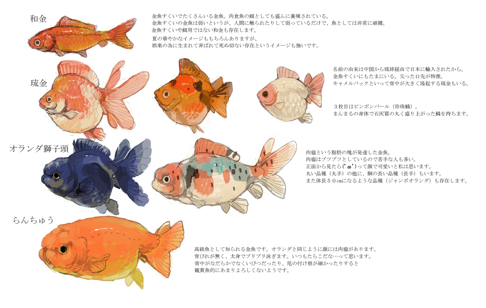 蒼烏ぷんこ 在 Twitter 上 夏なので金魚をイラストに描く方も多いはず もう八月も真ん中だけど なので金魚の品種とちょっとした説明を書きました イラストにぴったりな金魚を選ぶきっかけになればと思います T Co Reb78quk4a Twitter