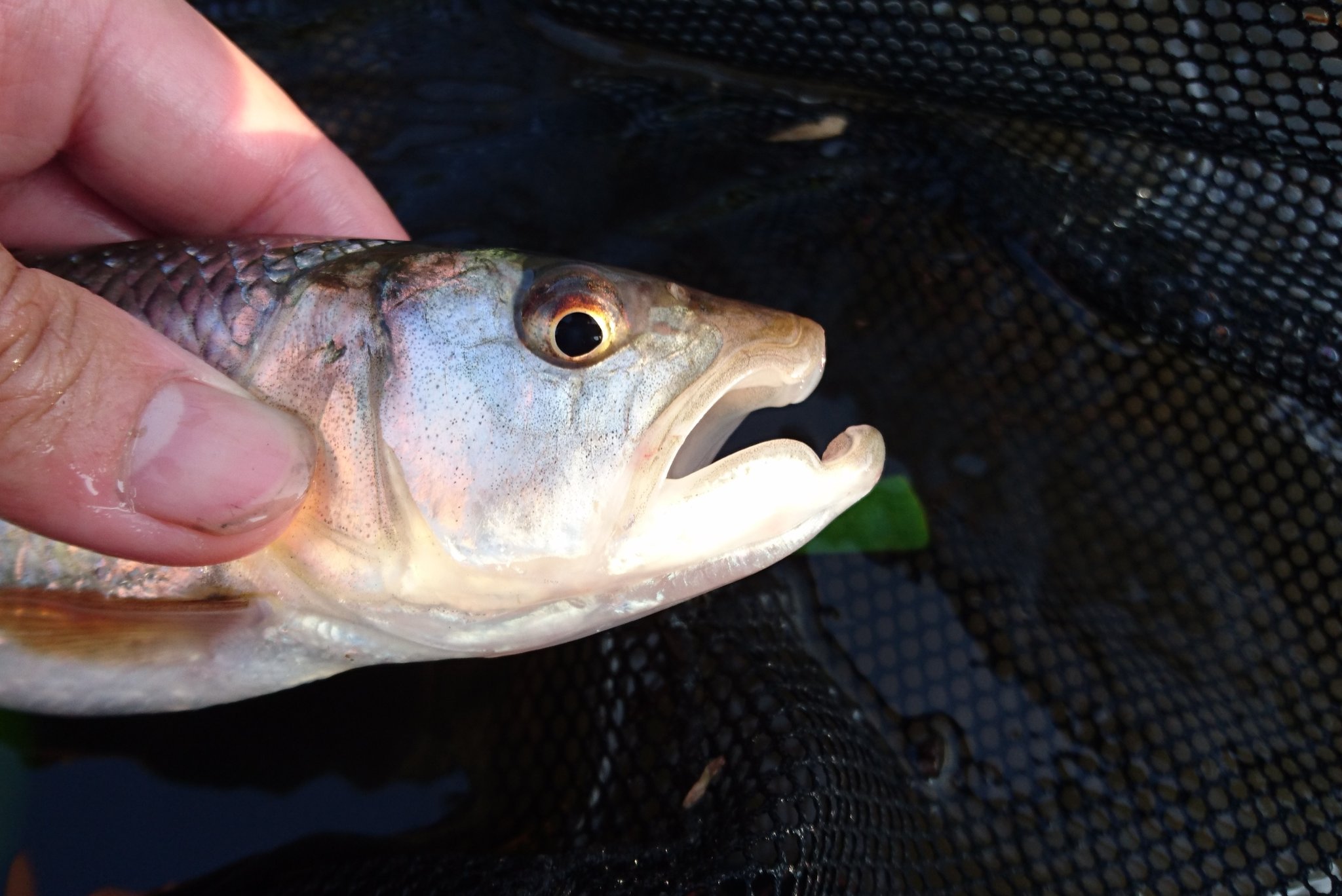 にったん ハス Opsariichthys Uncirostris Uncirostris 数少ない典型的な魚食魚であり 日淡の王様的存在かと 魚を獲りやすい様に口が への字 になっているのが特徴 流れてきたパプリカと共に撮影 にったん ハス Opsariichthys Uncirostris Uncirostris 数少ない典型的な魚食魚であり 日淡の王様的存在かと 魚を獲りやすい様に口が への字 になっているのが特徴 流れてきたパプリカと共に撮影