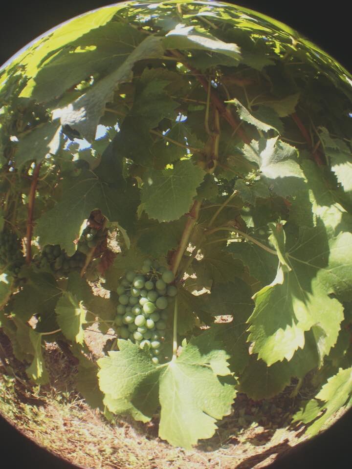 CVillefrancheG's tweet photo. #Sauvignon for the #Sauternes ☀️ @SweetBordeaux https://t.co/tl8kOv4OJB