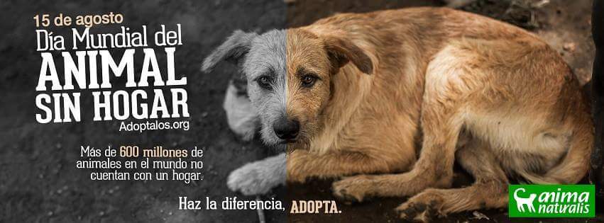 nyahida's tweet photo. #DíaDelAnimalSinHogar Terminemos con el maltrato #Animal #BienestarAnimal @Ale_BarralesM @CAPREPOL_CDMX https://t.co/pSZ4Zr5aDm