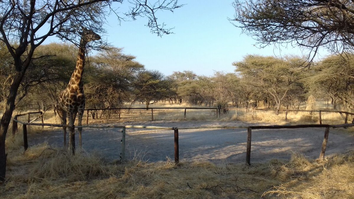 We won't be schooling horses today #FullyBooked #ThisIsAfrica #FirstComeFirstServe #TallOrder