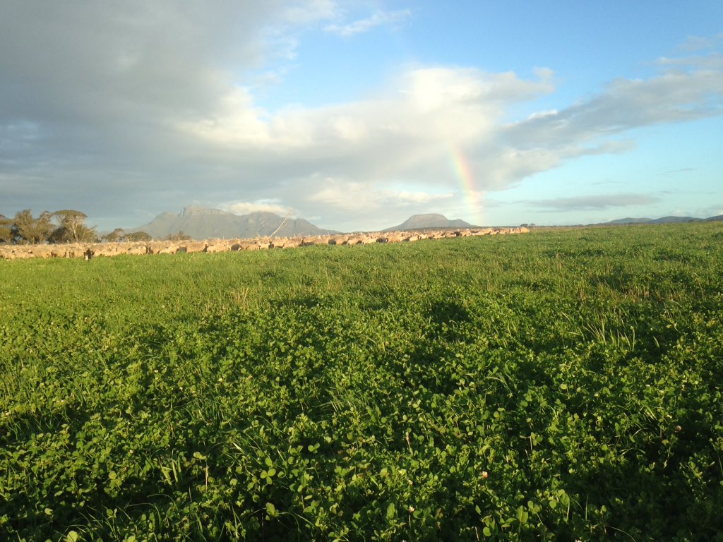paper_collar's tweet photo. Think this paddock needs a few more #sheep #rollinginclover #medic https://t.co/HDGhhoCPta
