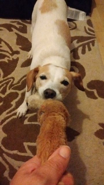 BarkingMadHQ's tweet photo. Milly entered by Ro Fidler and sent to us via Barking Mad Dog Care #OlymPets https://t.co/HtwOJuqmi8 https://t.co/8zCxJH1K0X
