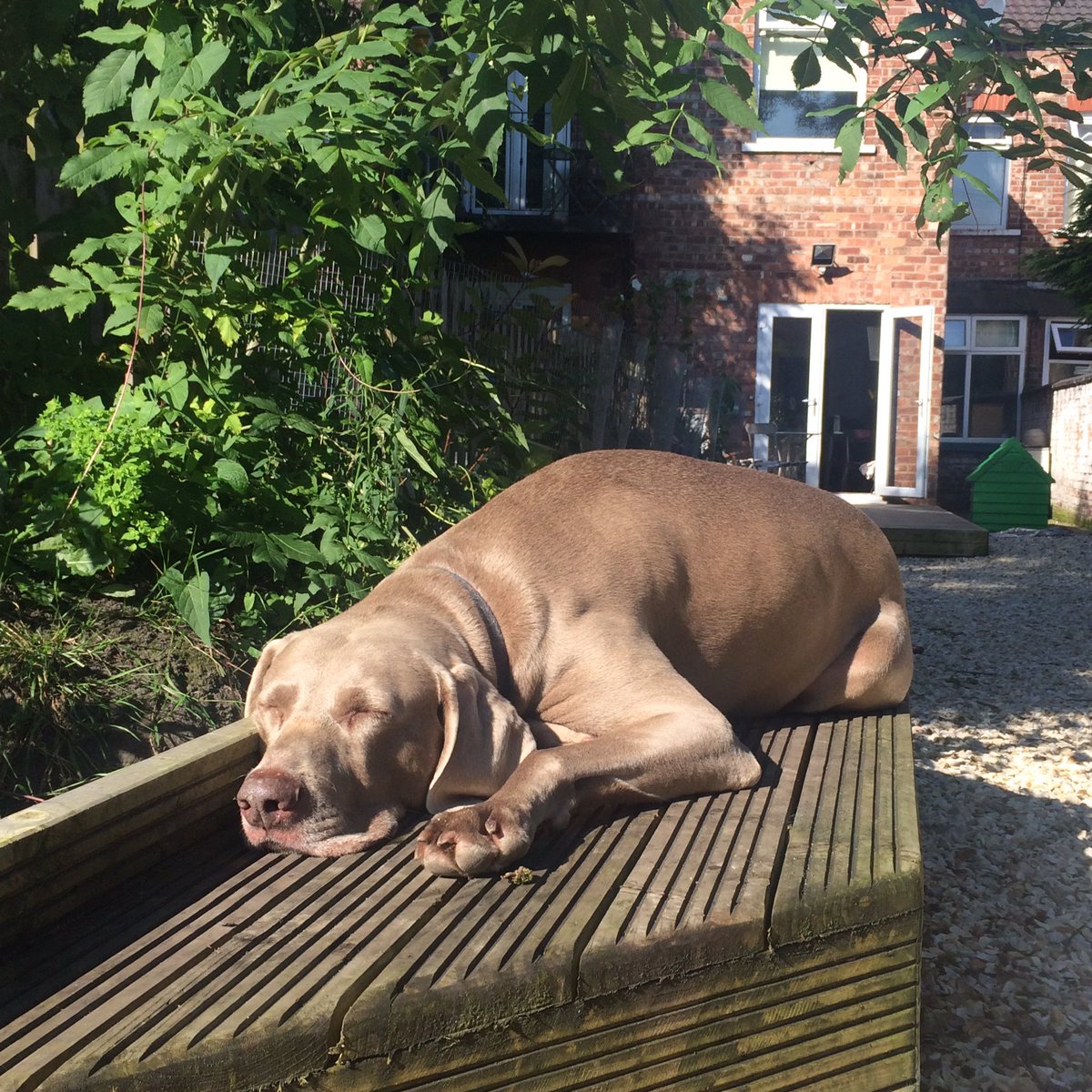 Rebs80's tweet photo. Whoop, whoop! @AlfieStudioDog been given the day off to laze in the sun all day. Who's jealous? ☀️☀️☀️ https://t.co/XVX66vJ5kB