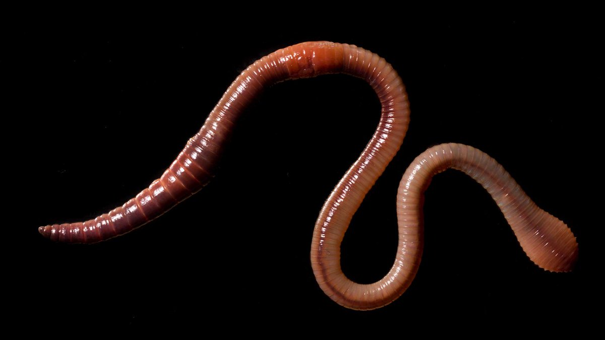 Активный червь. Кольчатые черви дождевые. Земляные черви кольчатые червь. Малощетинковые дождевой червь. Кольчатые черви Малощетинковые дождевой червь.