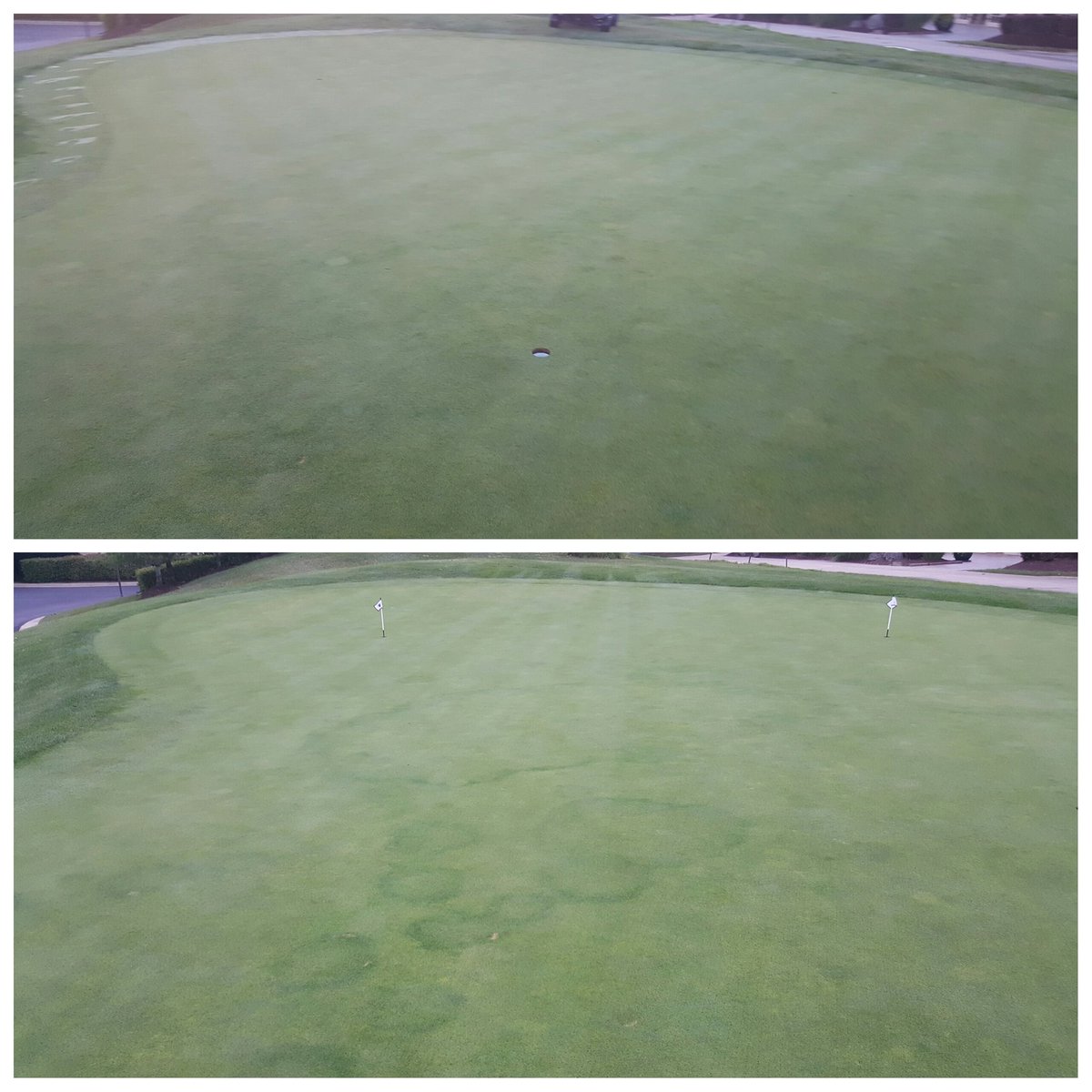 dwalter174's tweet photo. Fairy ring 3 days after velista app. And a venting. I think it works..... @samcamuso https://t.co/t5ZggwLUuM