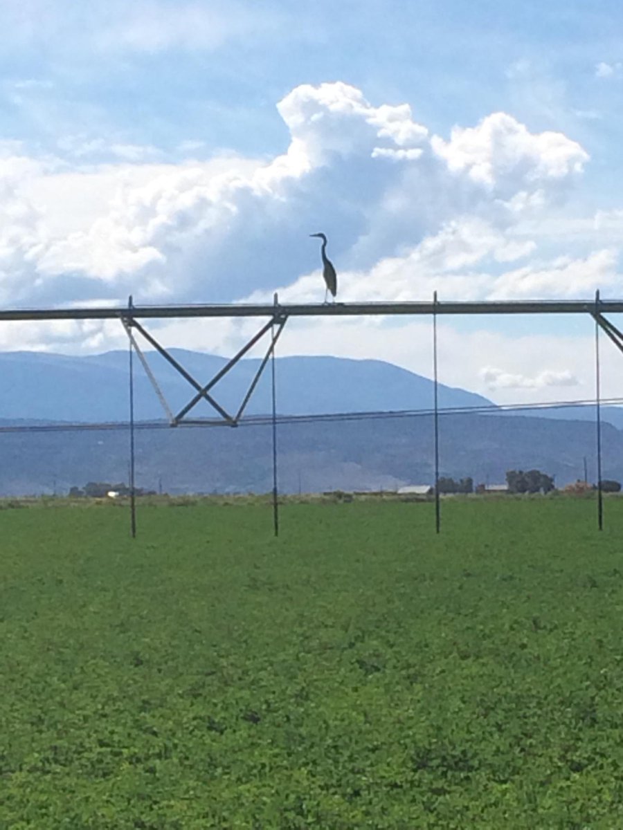 CrystalRMeats's tweet photo. Oh hi! #youlookinatme #wherearethosecows https://t.co/kQFf08kb6N