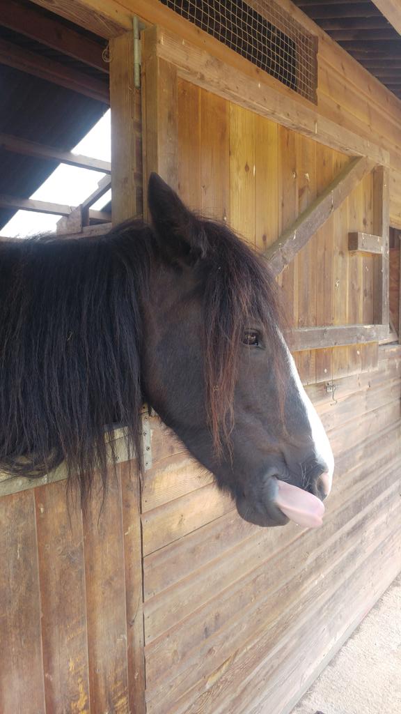 JoshNeateCD's tweet image. Good morning! #mondaymornings #equine #earlystarts #horses #pony #carriagedriving #sun