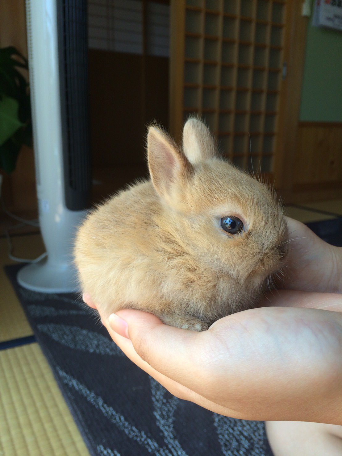 for the RABBIT | ○○緊急 #梅っこレスキュー○○ 【預かり