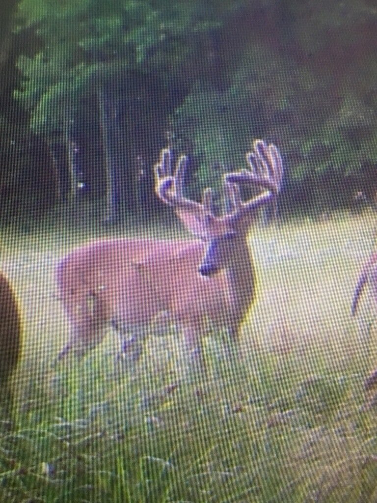HA_Outdoors's tweet photo. Love seeing studs like this on #trailcam  @MMG_Outdoors @CopperheadULTD @Cody_HAOutdoors https://t.co/CVJ4liEDF2