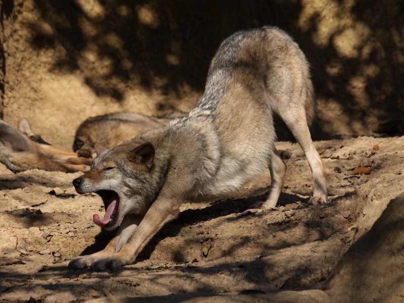 狼祭実行委員 成獣でも伸びや目を開けた状態でする 軽い あくびは かわいい と評されることもあります が イヌ科最大 の動物となるオオカミが口を大きく開ける場面では 見ている人が思わずざわつくような瞬間もあります 狼情報 オオカミ 狼祭実行委員 成獣でも伸びや目を開けた状態でする 軽い あくびは かわいい と評されることもあります が イヌ科最大 の動物となるオオカミが口を大きく開ける場面では 見ている人が思わずざわつくような瞬間もあります 狼情報 オオカミ