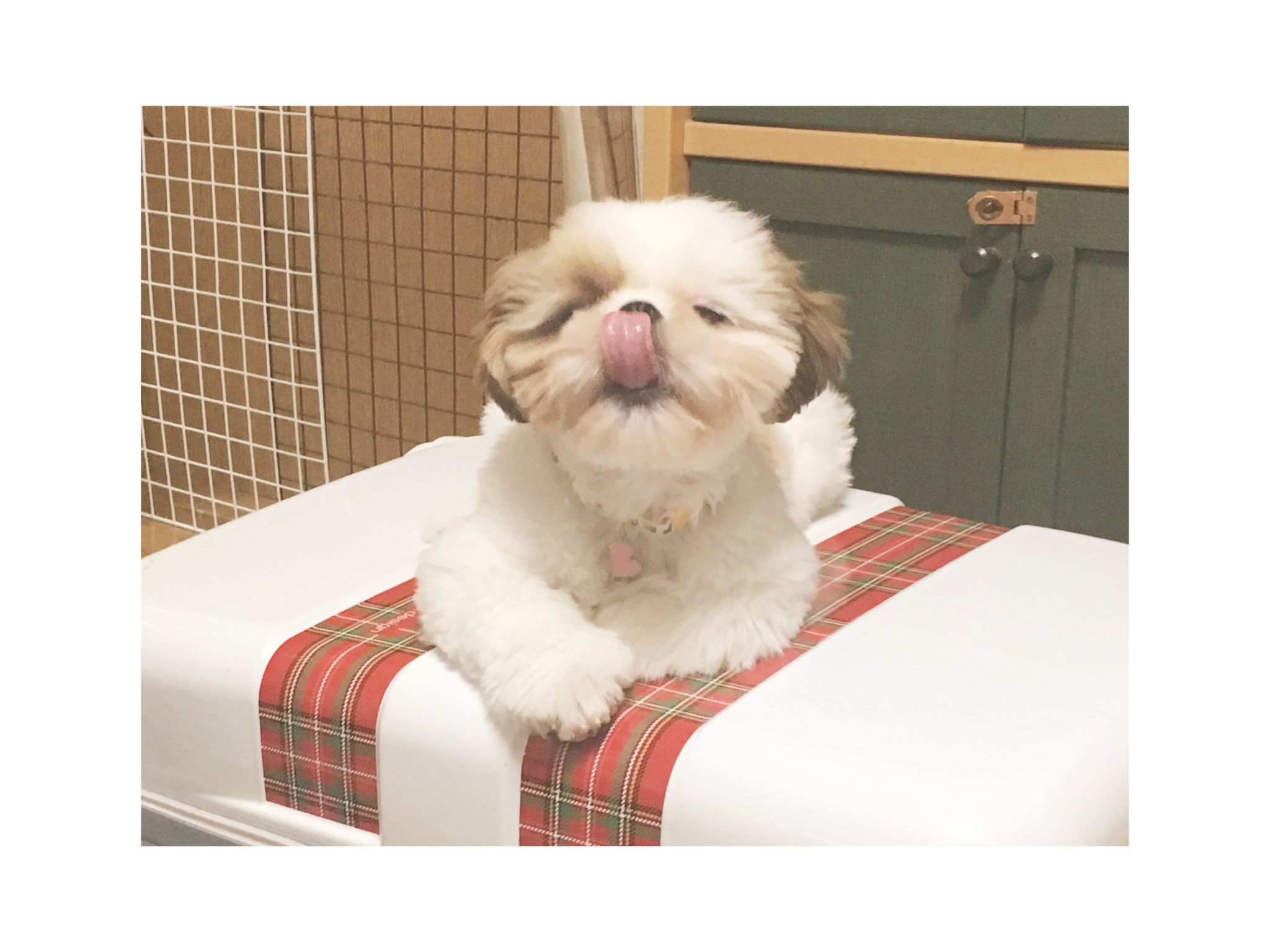ふくもん Fuku Mon Twitter