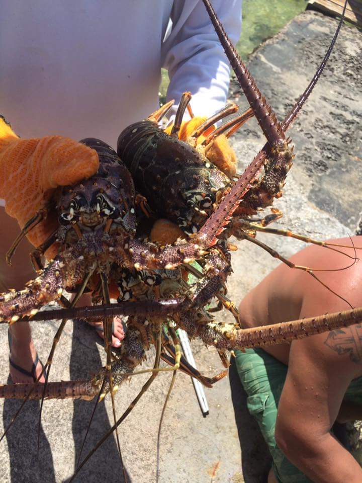 CastOffCaptain's tweet image. Lobstering in the Keys. A lot of shorts this year. Who needs a Captain?@LetsGoFlorida#floridakeys#lobstering