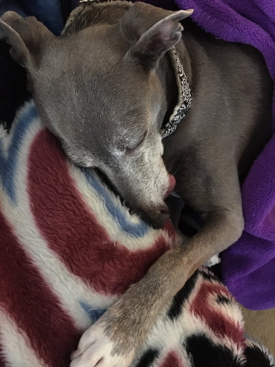 5280Stephanie's tweet photo. Husband woke me up early today. But this makes up for it...
#LuigiTheIggy https://t.co/0RuiB4sZuo