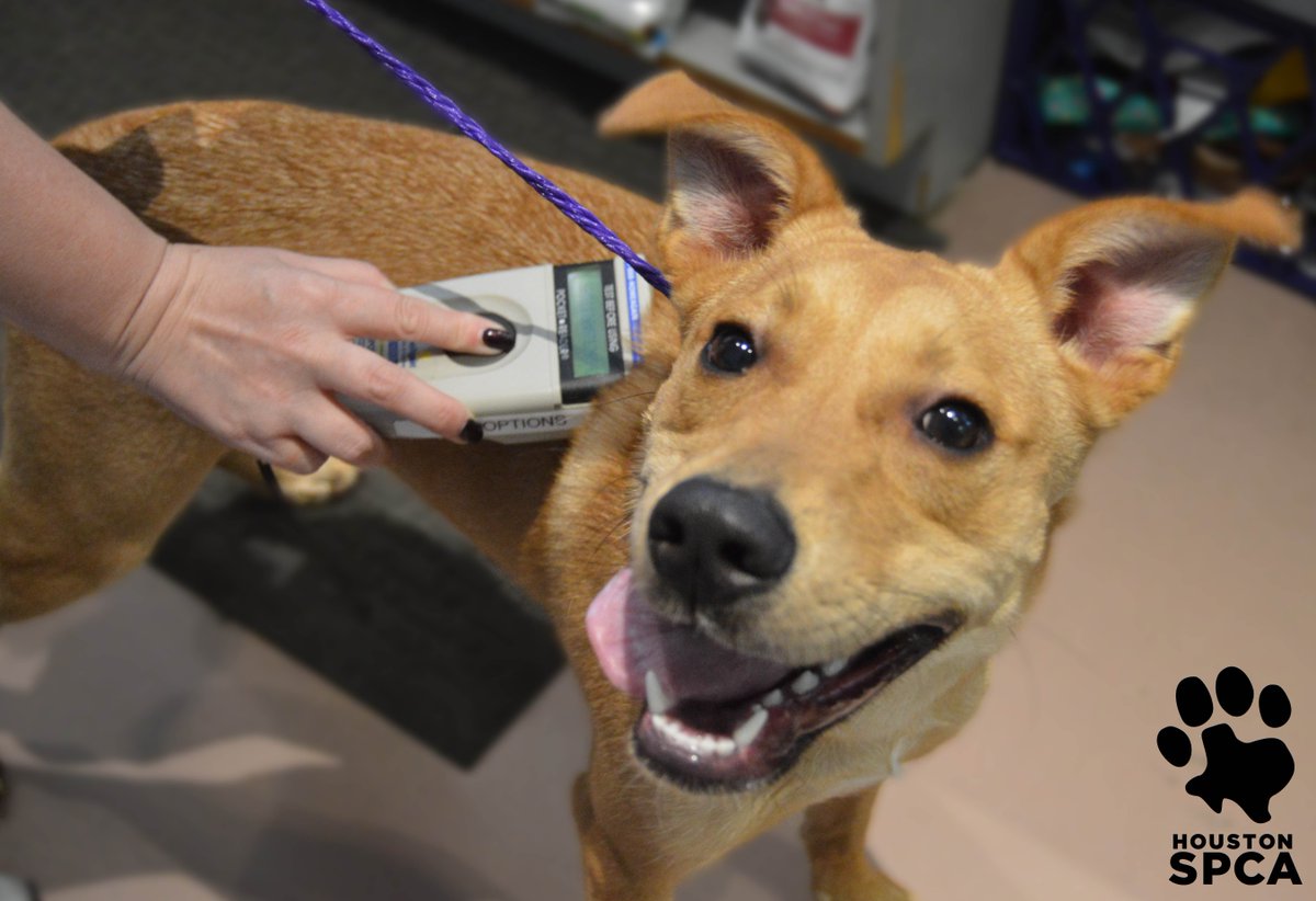 HoustonSPCA's tweet image. It's #CheckYourChip day and we'll be scanning chips at the shelter, 11a-7p. Also tune into Facebook Live at 12:30pm!