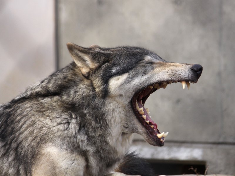 Twitter 上的 狼祭実行委員 横から見ると犬歯だけでなく臼歯も大きく目立つのがわかりやすいです 若いオオカミほど歯の先端は鋭く 年をとるにつれて摩耗します 折れたり欠損した歯も目立つようになりますが 臼歯が残っていれば牛骨でも噛み砕きます 狼情報