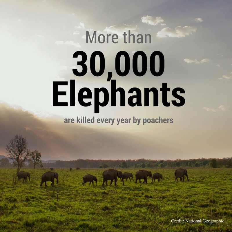 Support4Planet's tweet image. 