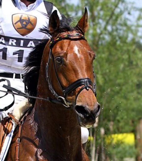 GermanEventing's tweet photo. 2 Horses, 2 Riders, 2 back2back Gold Medals, 2 Legends #Twohearts ❤️❤️ this is what makes #equestrian so unique https://t.co/DnqQcByPGf