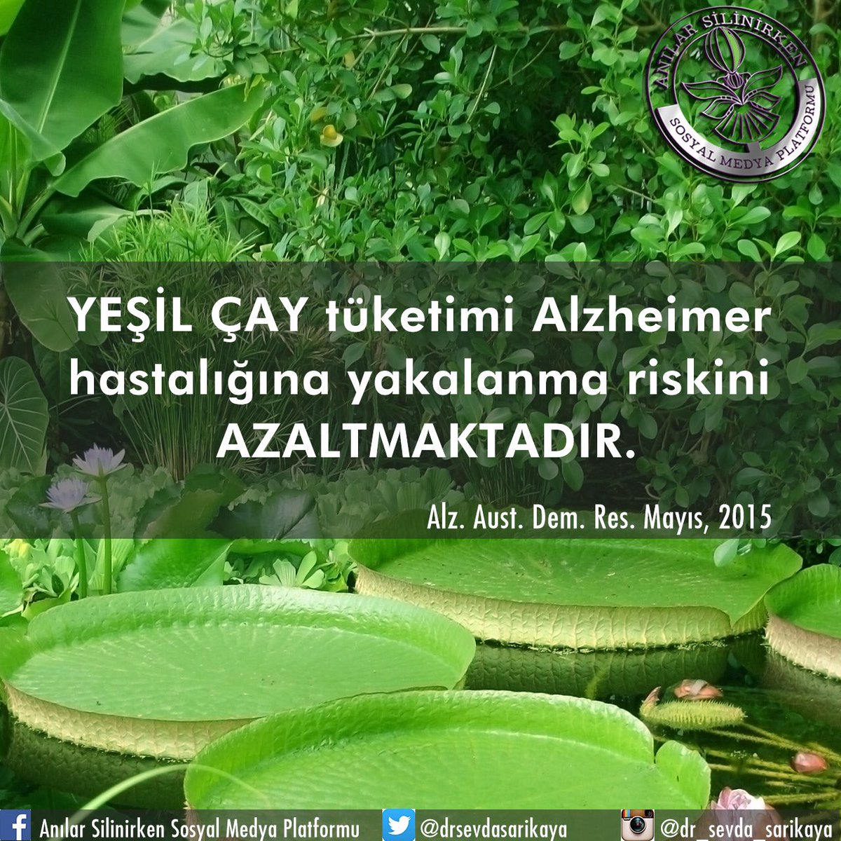 #yeşilçay ve #alzheimer üzerine yapılmış çalışmalar var. Antioksidan özelliği beyin yaşlanmasında da etkili...
