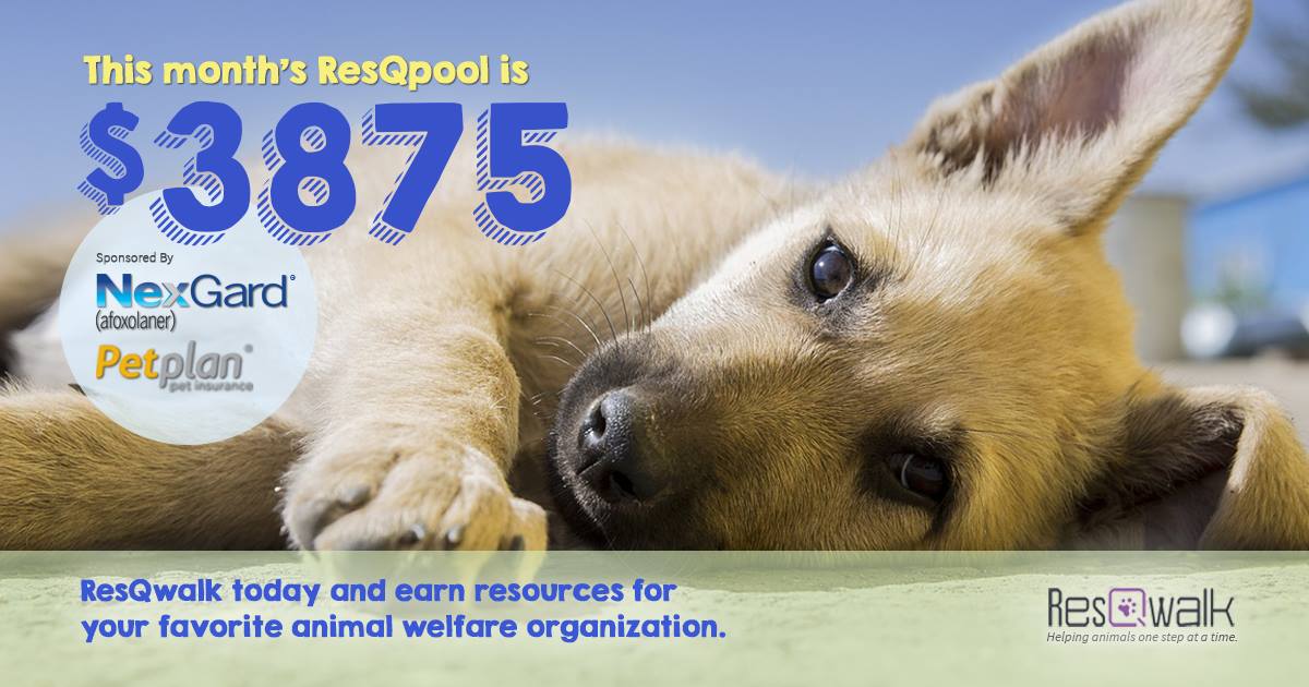 cahumanesociety's tweet photo. The #ResQpool for August's @ResQwalk has been announced! Get the app for FREE & search Red Deer & District SPCA! https://t.co/c37ouiNPrW