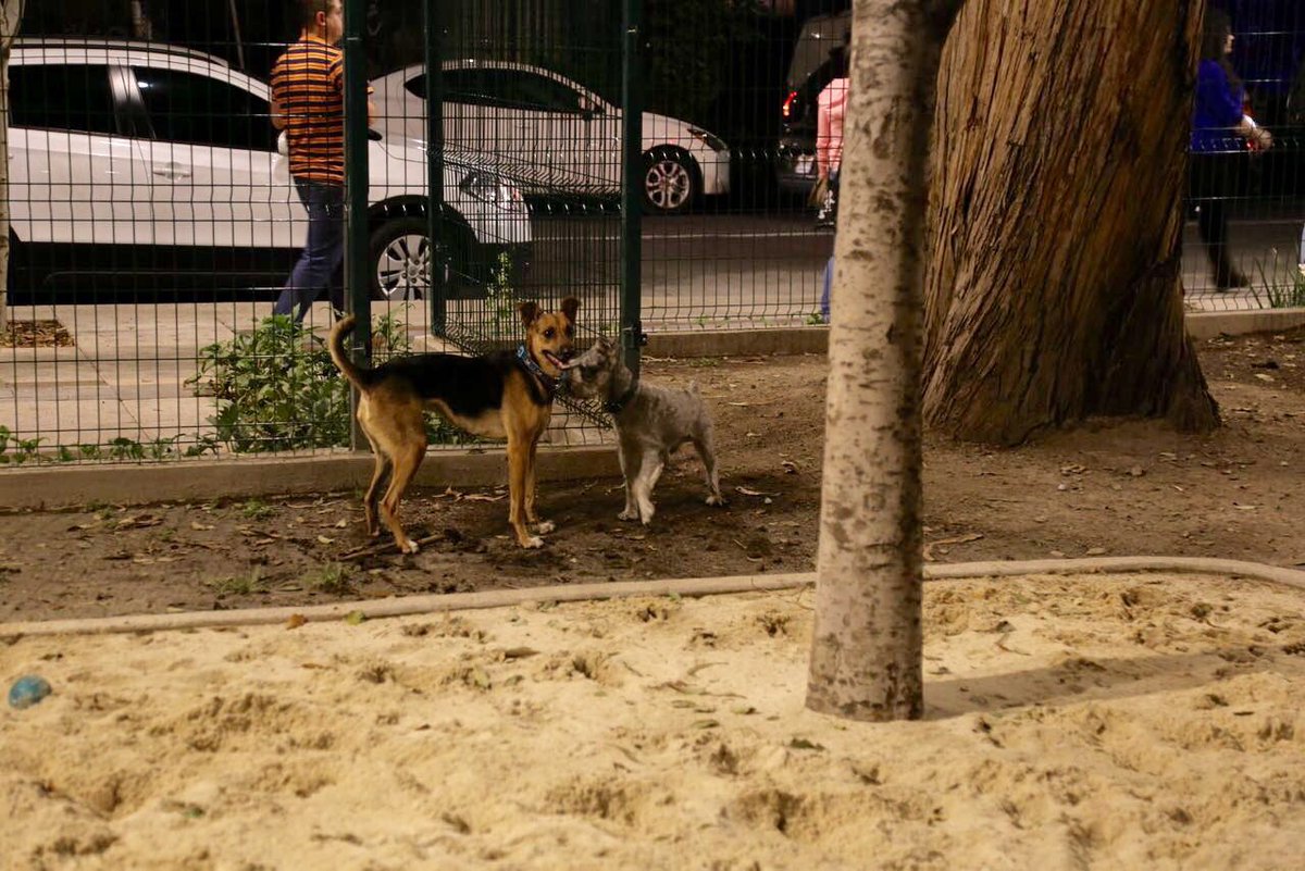 GobCDMX's tweet photo. Ahora, el Jardín Pushkin cuenta con área habilitada para la convivencia y el desarrollo de tus animales de compañía https://t.co/NF7SWKpqqw