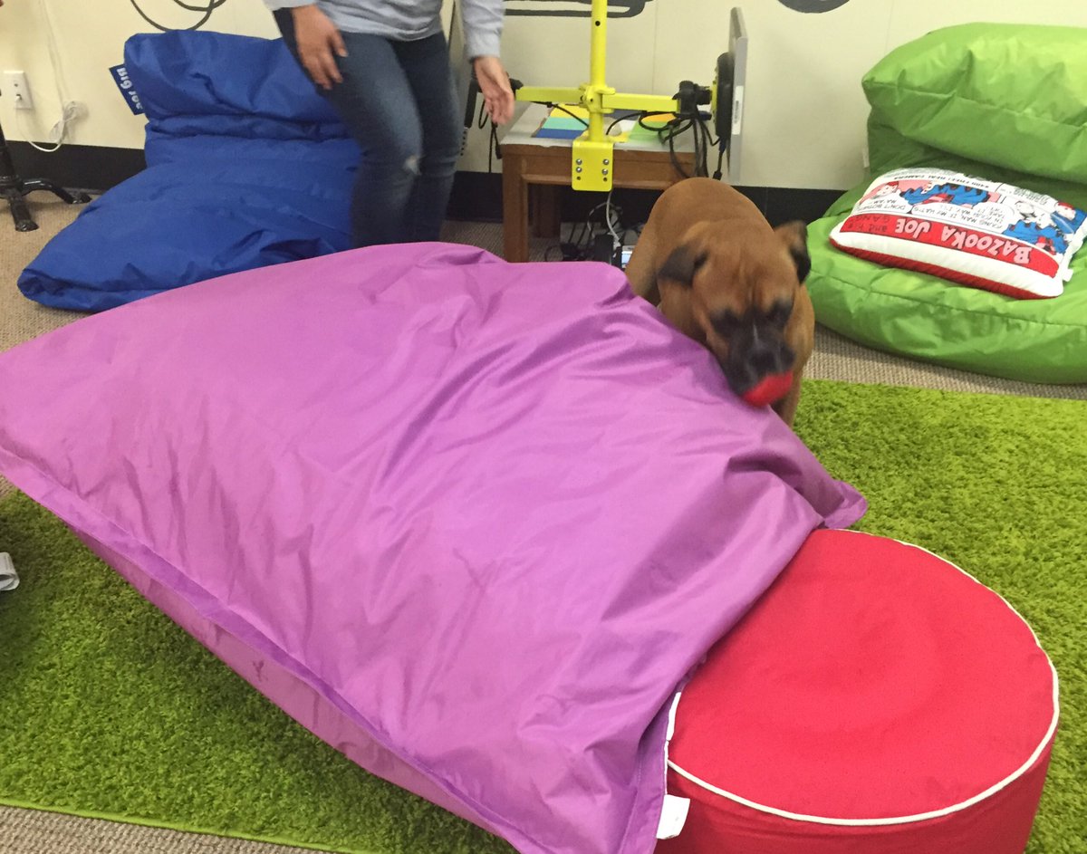 ChiefK9Officer's tweet photo. Had a busy morning with a game of chase! #office #officedogs #officemascot #workingdogs #dogsatwork https://t.co/JOASBKOFYC