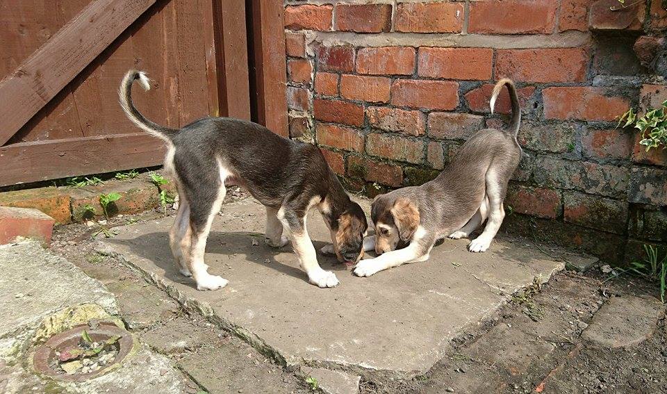 JabMove's tweet image. TIA ,,IGI,,,GHOST AND AFYA   ENJOYING THE SUN.....