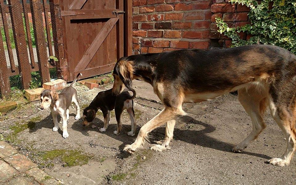 JabMove's tweet image. TIA ,,IGI,,,GHOST AND AFYA   ENJOYING THE SUN.....