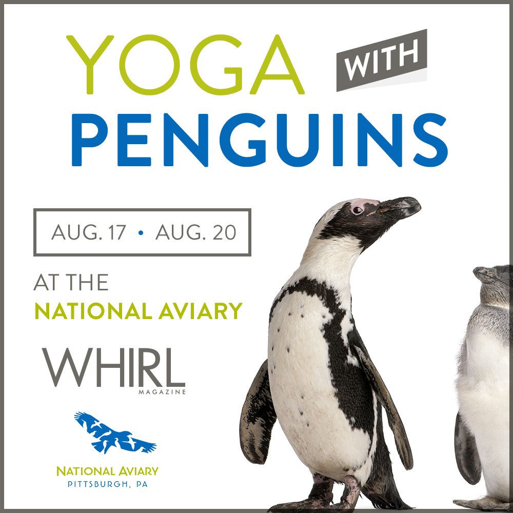 Join us this week at the @NationalAviary for Yoga with Penguins, August 17 and 20! Details: bit.ly/2ao7HvZ