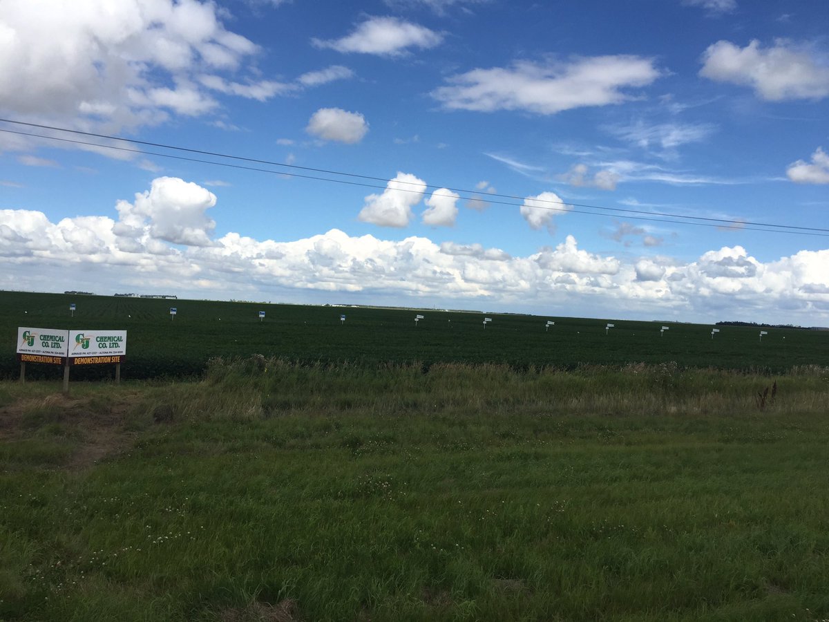 GJBManning's tweet image. Save the date! Sept 7th for our Arnaud plot tour. #plot16 #soybeans #corn #cereals call the office to rsvp 427-2337