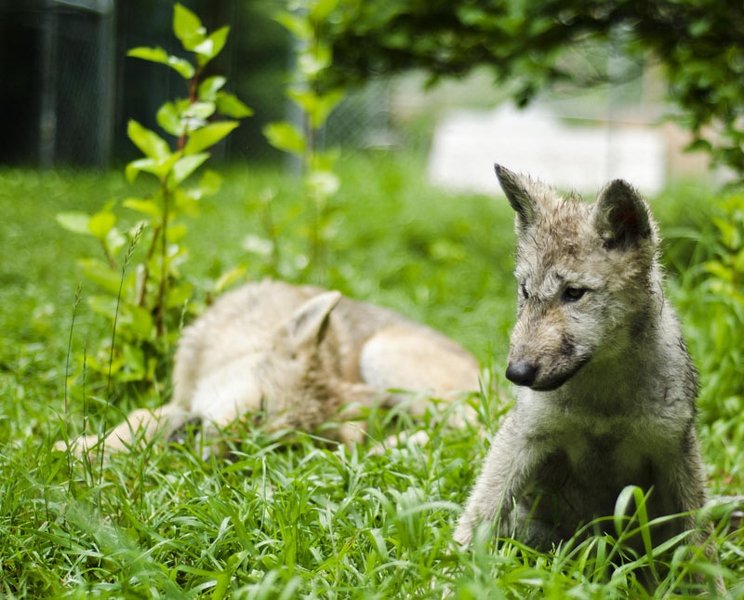 CochraneEagle's tweet photo. #Wolfdog sanctuary welcomes new pups @YamnuskaWDSancthttp://ow.ly/PhyU3038Tc3 https://t.co/jUpOQeW37L
