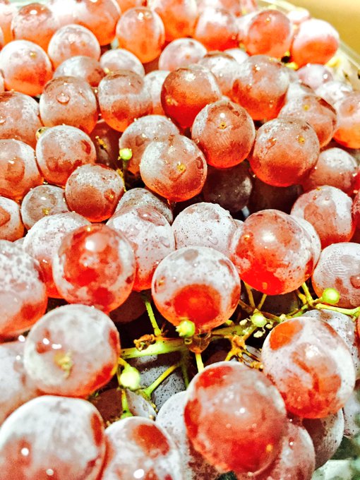 撮影会でもらった葡萄🍇食す♡ https://t.co/b6nTNXXX2n