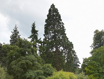 globaltrees's tweet photo. Could Rio's weightlifters lift the world’s heaviest tree, the Giant Redwood? #Treelympics https://t.co/y4t11TRxzf https://t.co/CowFu5dVNv