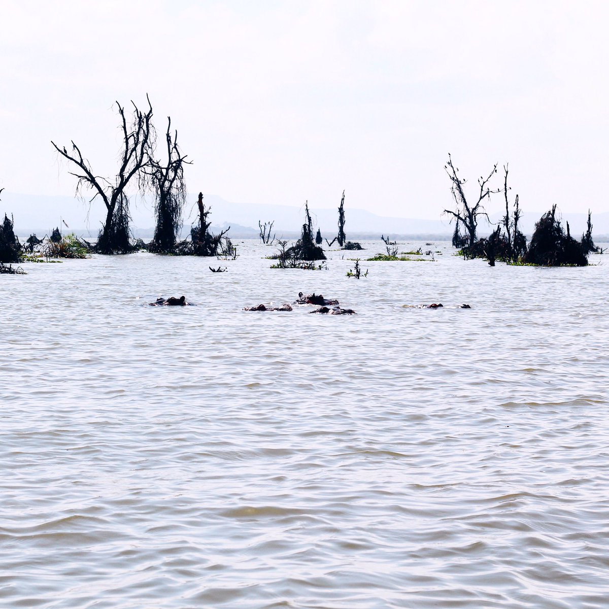 Hippos at Lake Navaisha 💦 #SEEKAFRICA #tstmkrsafrica <a href="/TstmkrsAfrica/">Tastemakers Africa</a>