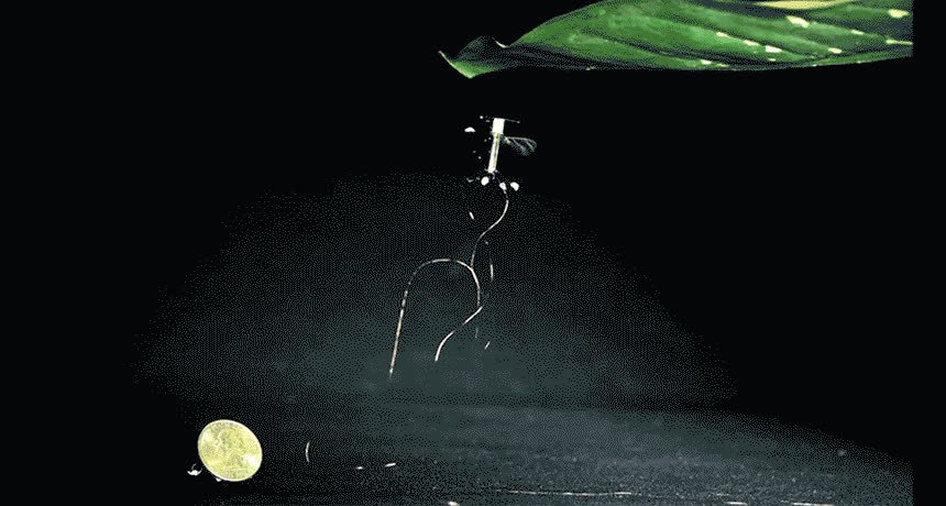 Meet RoboBee, the first insect-sized bot to fly and land. qoo.ly/aeubc.
