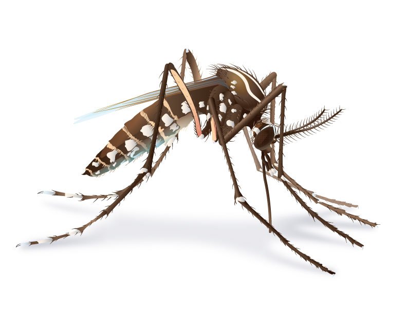 ¿Sabe cuál es el animal más letal del mundo? ¡El mosquito! bit.ly/2bsM3Gm