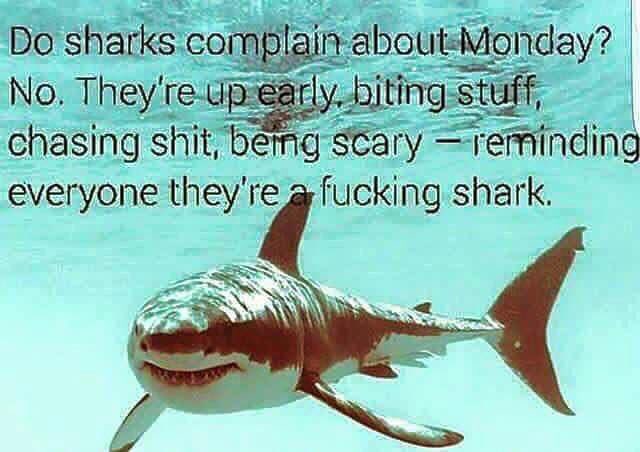 MJTendersociety's tweet photo. Happy Monday Cannafam!!!!
#SharkLife #GrindTime #NoSleep #Campaignin https://t.co/COKz6RdH4Y