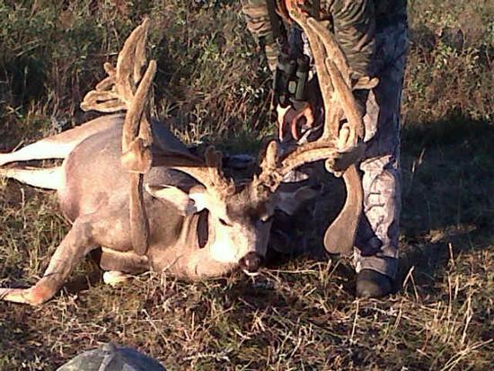 outdoorlife's tweet photo. Photos: The Top 40 Typical and Nontypical Mule Deer of All Time https://t.co/5zlh8W7yKz https://t.co/loBVGqFHpU